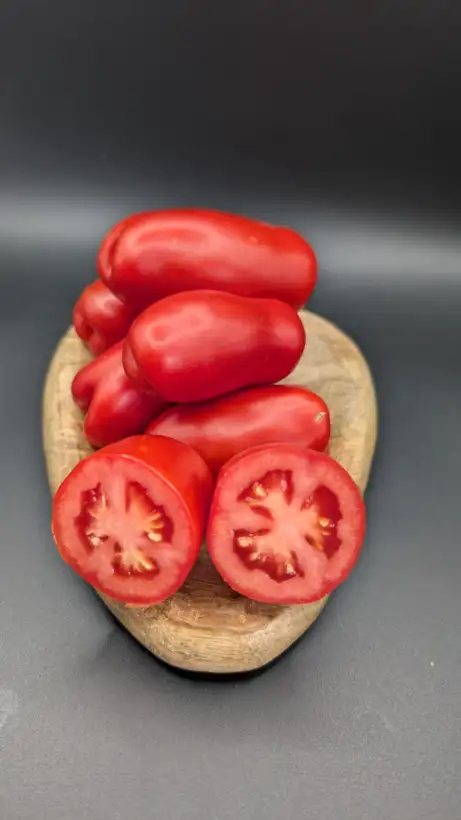Tomaten: Drova (Dwarf)