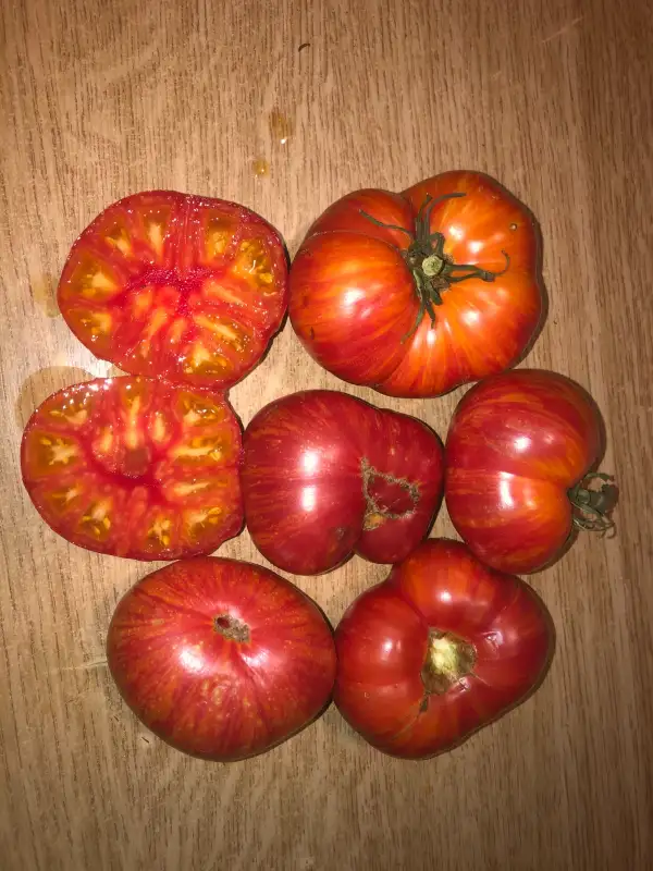 Tomaten: DSA