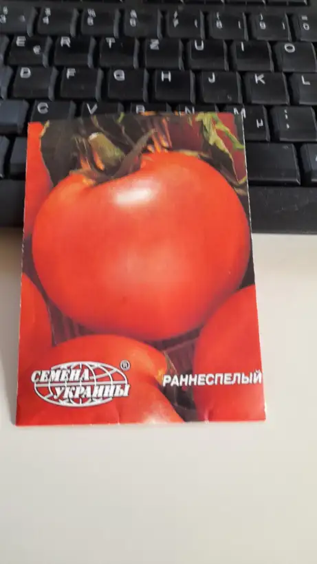 Tomaten: Dshina = Zhina