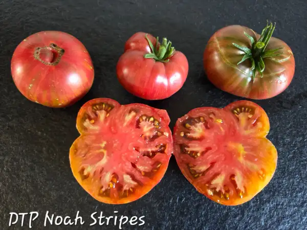 Tomaten: DTP Noah Stripes