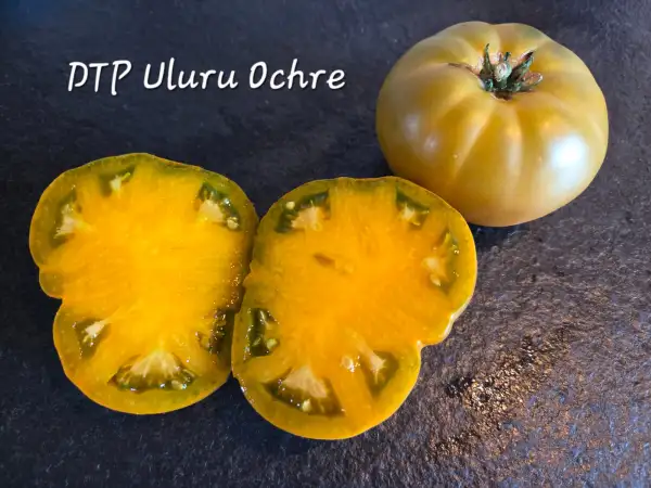 Tomaten: DTP Uluru Ochre