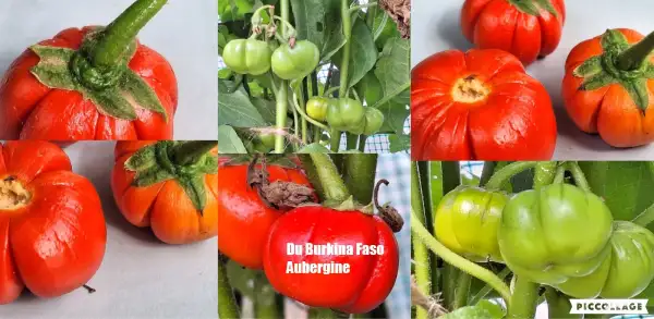 Auberginen: Du Burkina Faso