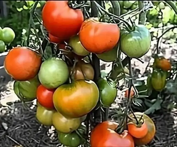 Tomaten: Dubok