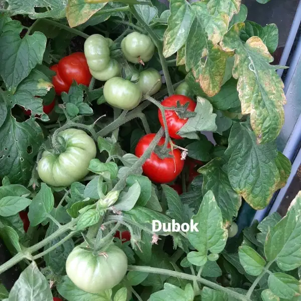 Tomaten: Dubok