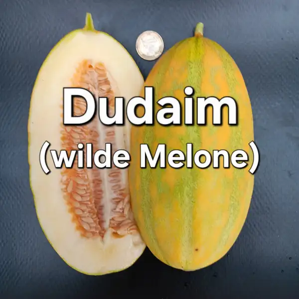 Melonen: Dudaim