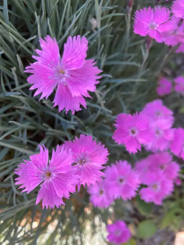Blumen: Duftende Pfingstnelken rosa