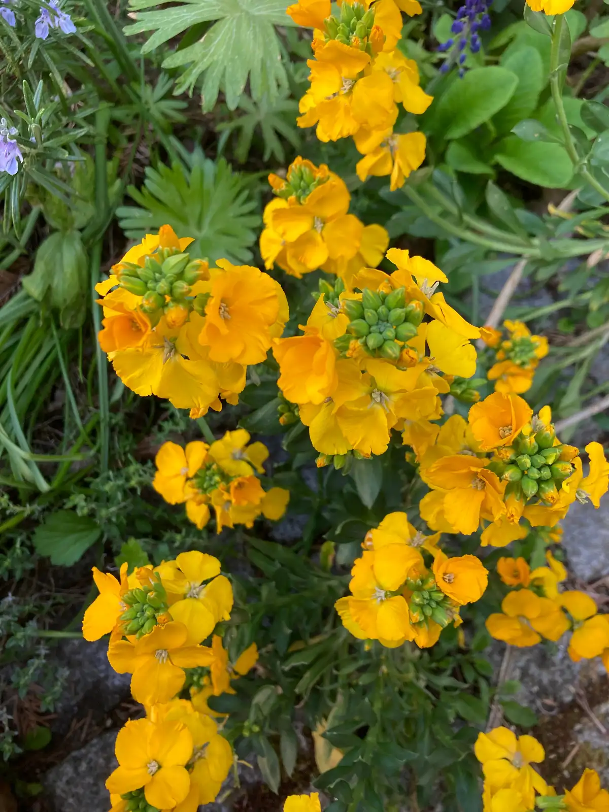 Blumen: duftender Goldlack gelb