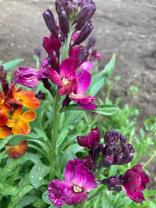 Blumen: duftender Goldlack rot/orange