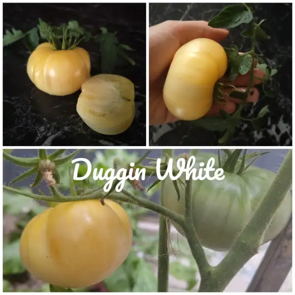 Tomaten: Duggin White