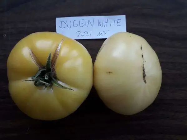 Tomaten: Duggin White