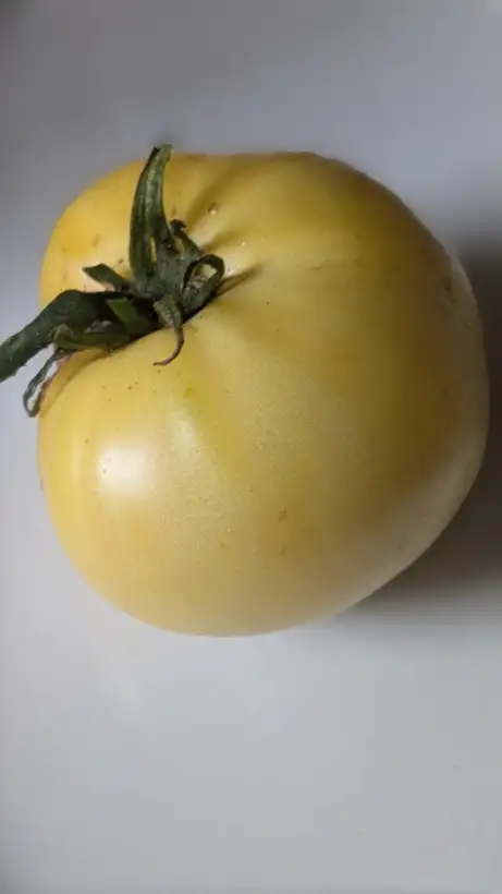 Tomaten: Duggin White