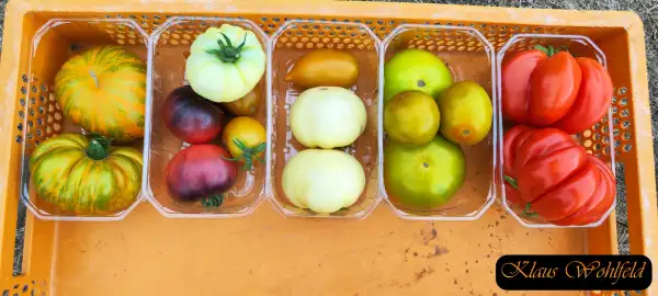 Tomaten: Duggin White