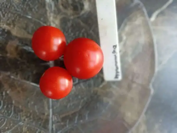 Tomaten: Dujmowochka