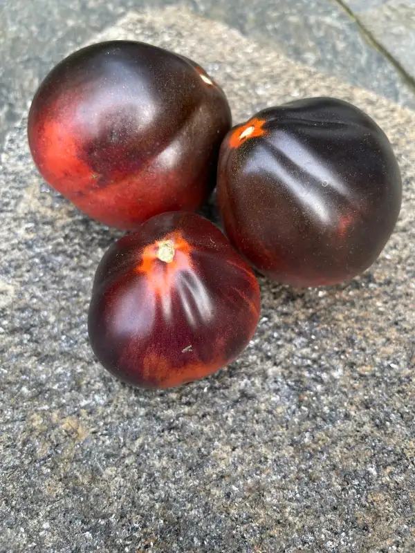 Tomaten: Dukhov‘s Blue Pear