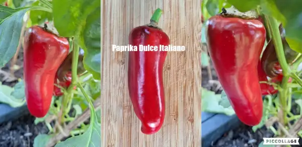 Chili / Paprika: Dulce Italiano - Paprika