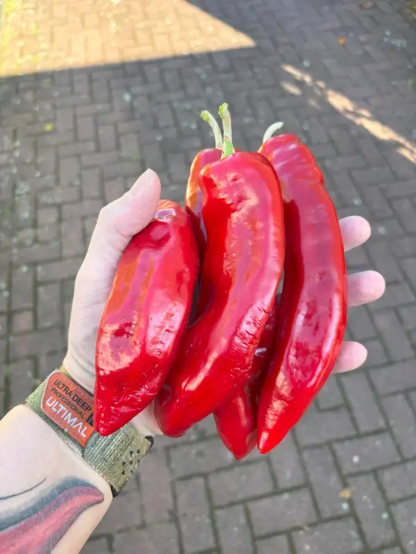 Chili / Paprika: Dulce Italiano (Paprika)