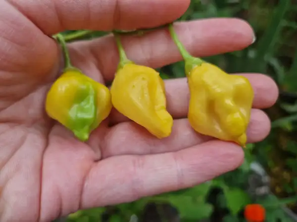 Chili: Dulce Luna