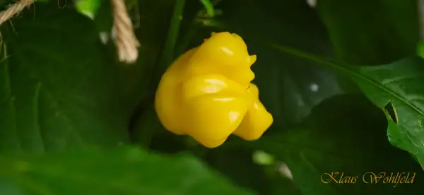 Chili: Dulce Sol (Schärfe 2)
