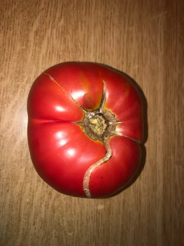 Tomaten: Dulcea de Fagaras