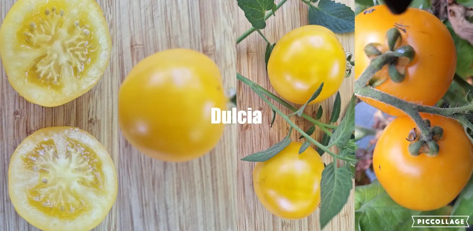 Tomaten: Dulcia -  Buschtomate