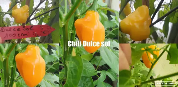 Chili / Paprika: Dulse Sol