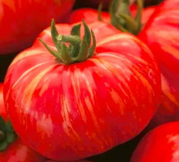 Tomaten: Duo