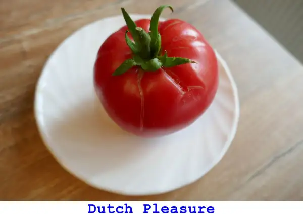 Tomaten: Durch Pleasure
