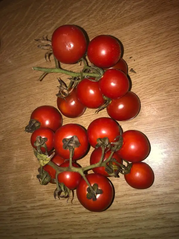 Tomaten: Durmitor