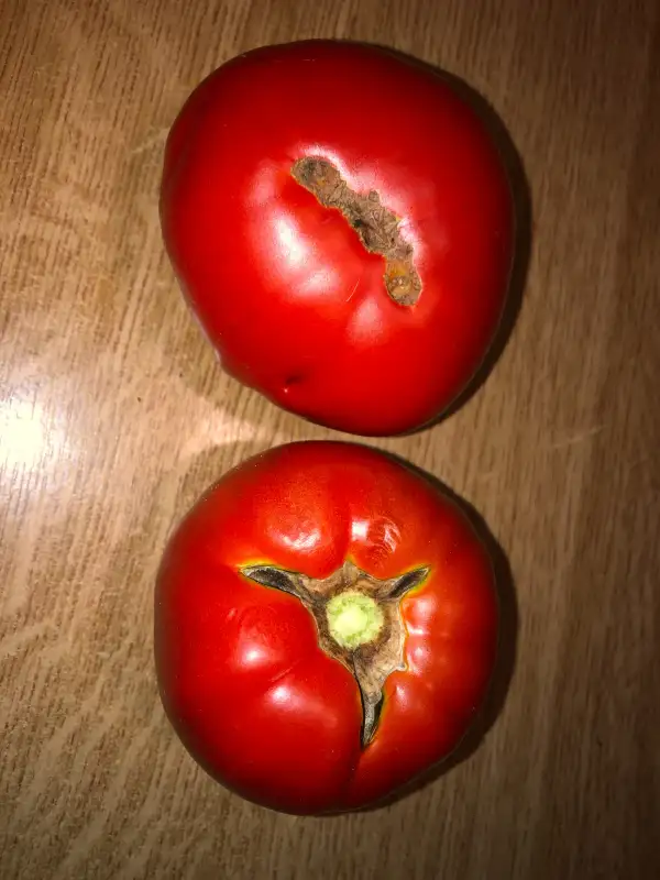 Tomaten: Dvortsoviy