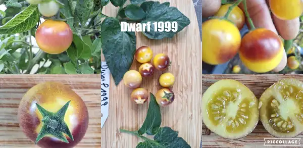 Tomaten: Dwarf 1999 - 100cn