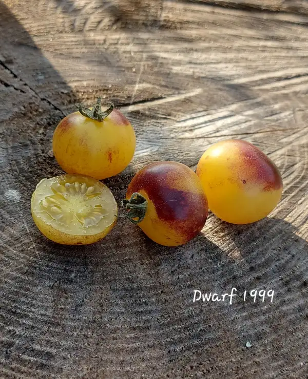 Tomaten: Dwarf 1999