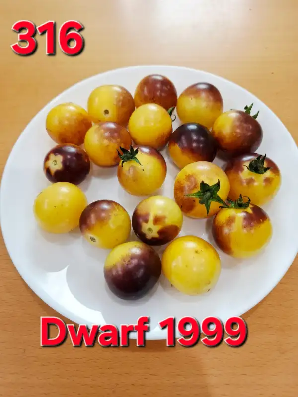 Tomaten: Dwarf 1999