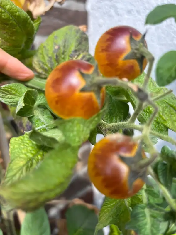 Tomaten: Dwarf 1999