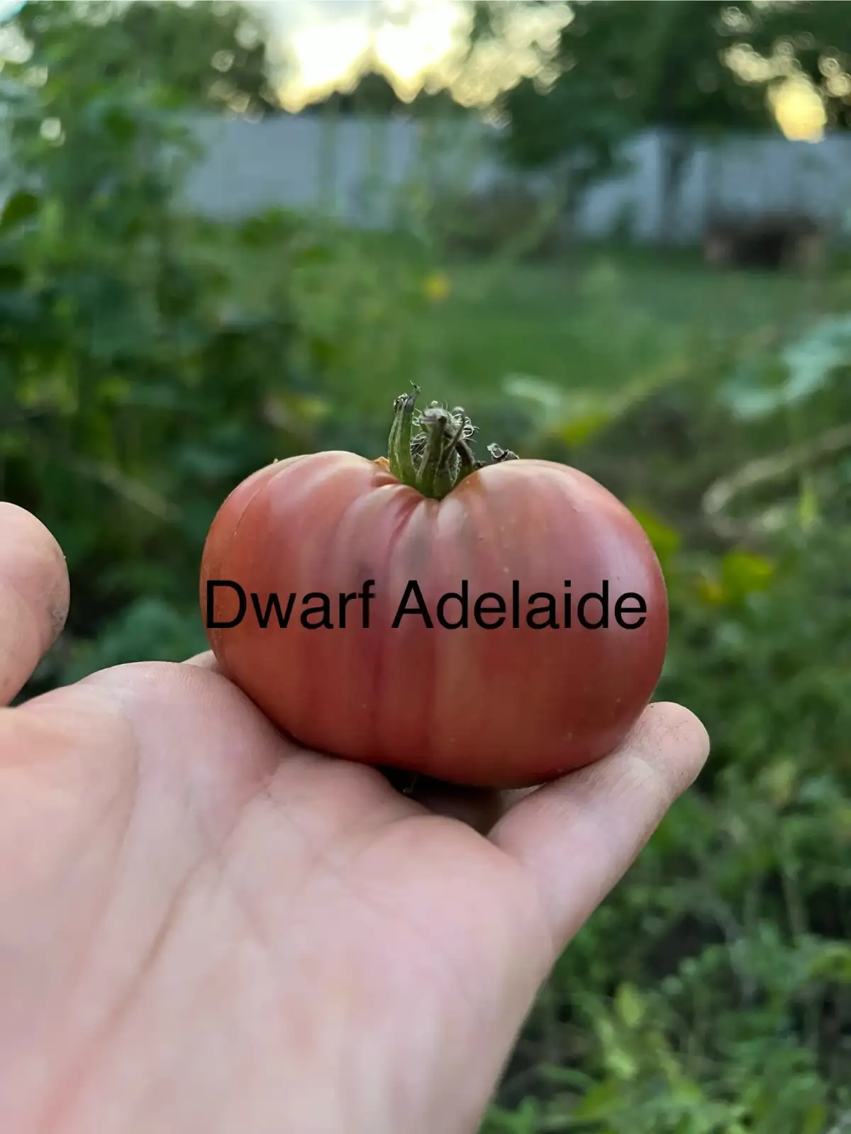 Tomaten: Dwarf Adelaide