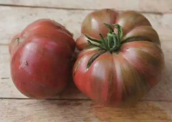 Tomaten: Dwarf Adelaide Festival