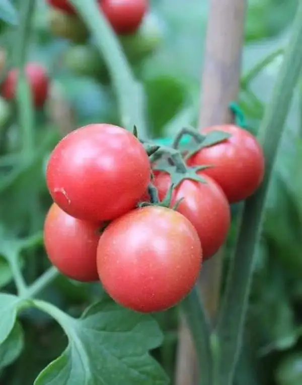 Tomaten: Dwarf Anmore Treasures