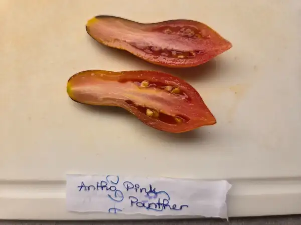 Tomaten: Dwarf Antho Pink Panther