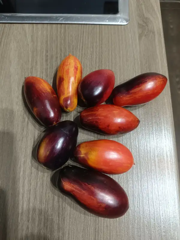Tomaten: Dwarf Antho Pink Panther