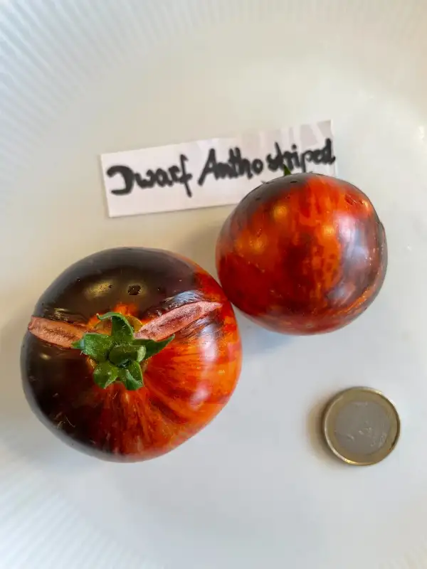 Tomaten: Dwarf Antho Striped