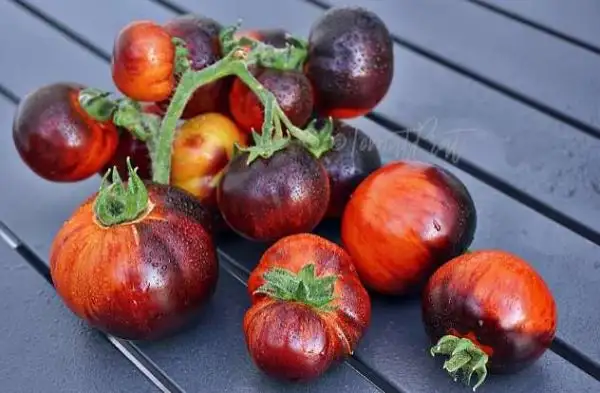 Tomaten: Dwarf Antho Striped