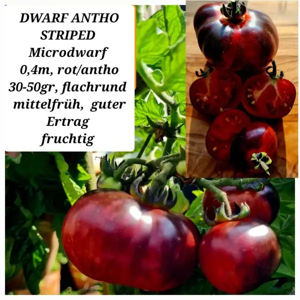 Tomaten: Dwarf Antho Striped