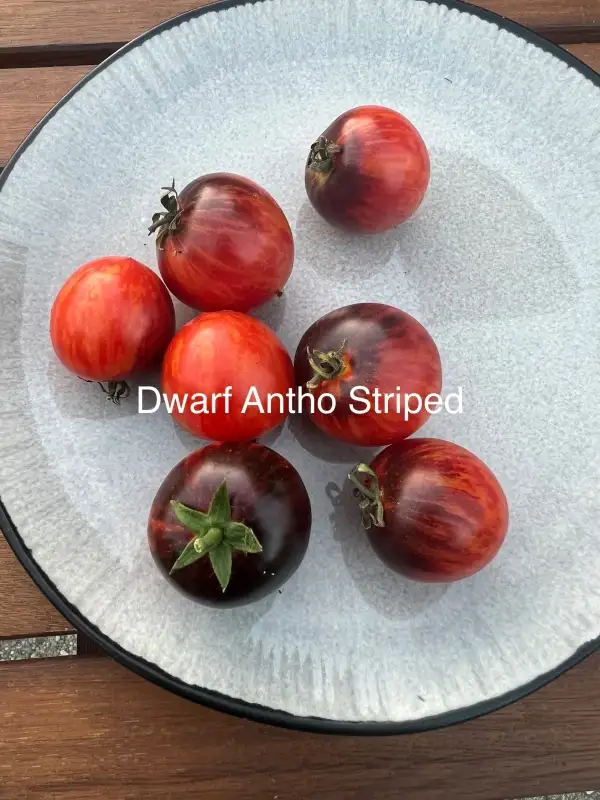 Tomaten: Dwarf Antho Striped