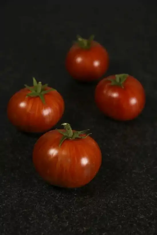 Tomaten: Dwarf Antho Striped