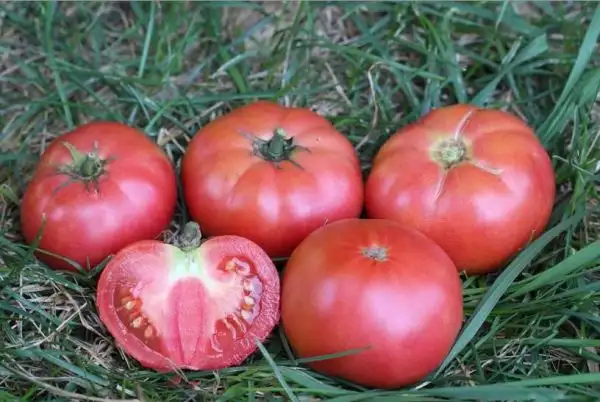 Tomaten: Dwarf Arctic Rose