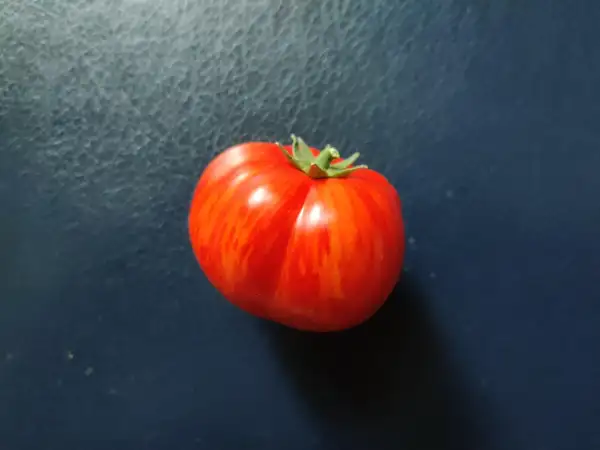 Tomaten: Dwarf Balkan Tiger