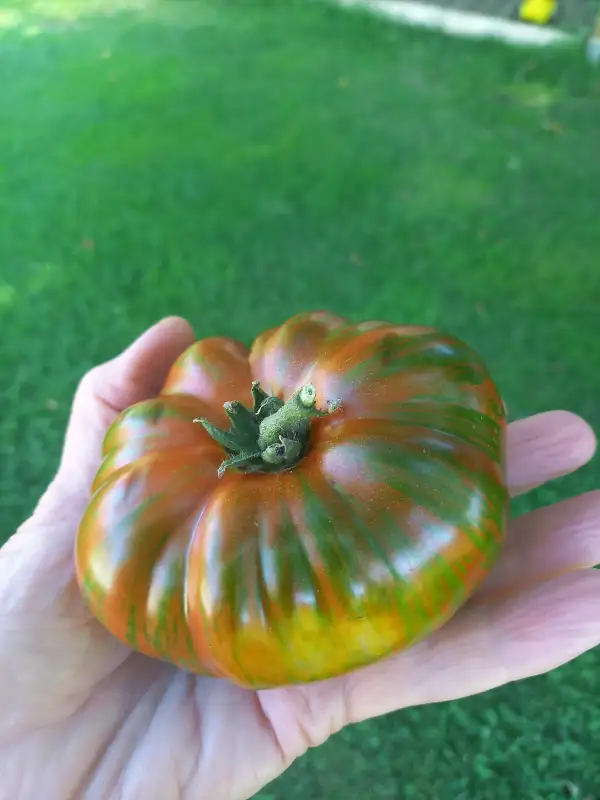 Tomaten: Dwarf Banded Amazon