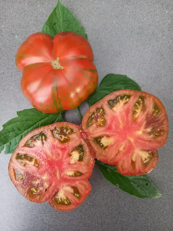 Tomaten: Dwarf Banded Amazon