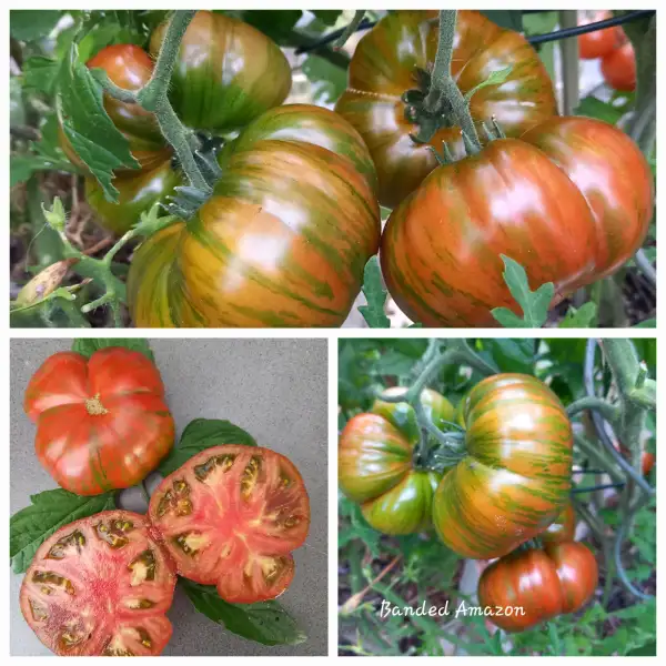 Tomaten: Dwarf Banded Amazon