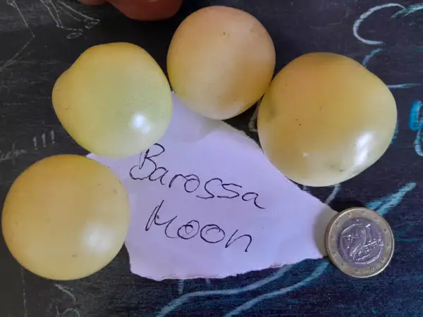 Tomaten: Dwarf Barossa Moon