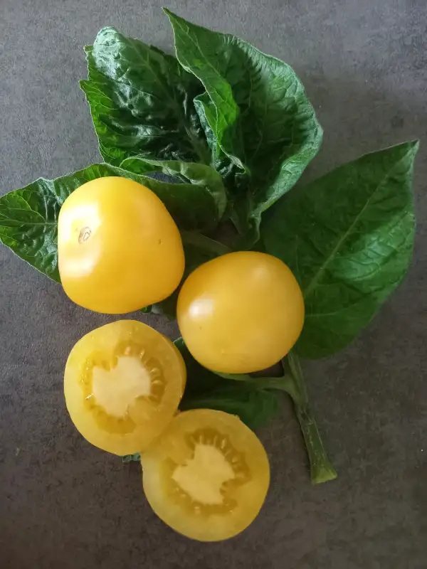 Tomaten: Dwarf Barossa Moon